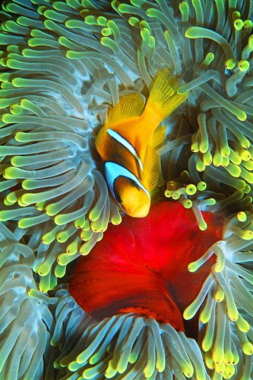 Orangefin Anemonefish